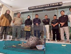 Sang Landak Jamet yang Berhasil Lolos dari Kematian