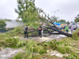 Hujan Lebat-Angin Kencang Landa Padang, 29 Pohon Tumbang