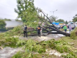 Hujan Lebat-Angin Kencang Landa Padang, 29 Pohon Tumbang