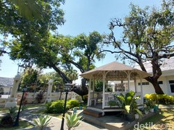 Raden Saleh dan Pohon Mangga Gincu Berusia Ratusan Tahun di Majalengka