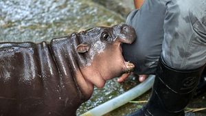 Potret Gemas Moo Deng, Bayi Kuda Nil Viral di Thailand