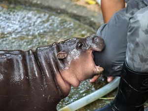 Foto: Adu Gemas Bayi Kuda Nil Moo Deng VS Haggis, Mana Jagoanmu?