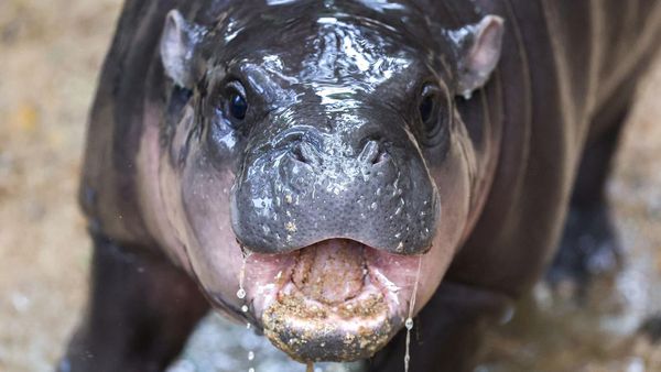 Adu Gemas Moo Deng VS Pesto, Mana Favoritmu?