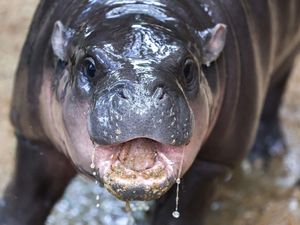 Adu Gemas Moo Deng VS Pesto, Mana Favoritmu? Adu Gemas Moo Deng VS Pesto, Mana Favoritmu?