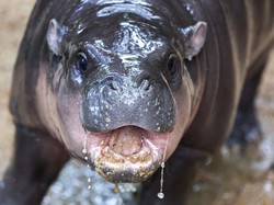 Berkat Viralnya Moo Deng, Kebun Binatang Cuan Rp 5,5 Miliar