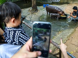Turis ke Thailand Hanya untuk Bertemu Moo Deng, Petugas Imigrasi Ngakak