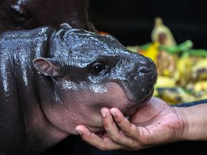 Si Gemas Moo Deng Disuruh Prediksi Presiden AS, Siapa yang Dia Pilih? Si Gemas Moo Deng Disuruh Prediksi Presiden AS, Siapa yang Dia Pilih?