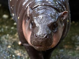 Moo Deng yang Menggemaskan Itu Terancam Punah!