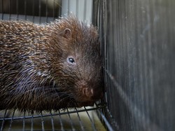 Penampakan Landak Jawa yang Ditemukan Berkeliaran di Jalanan Kota Bandung