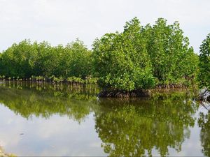 BRGM Ajak Sejumlah Pihak Pulihkan Ekosistem Mangrove Lewat Silvofishery