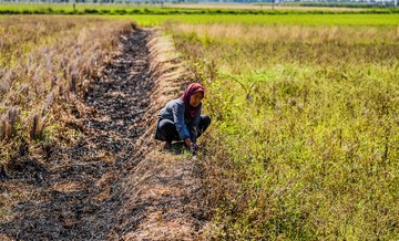 Kekeringan Meluas, 856 Hektare Sawah Terancam Gagal Panen