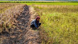 Kekeringan Meluas, 856 Hektare Sawah Terancam Gagal Panen