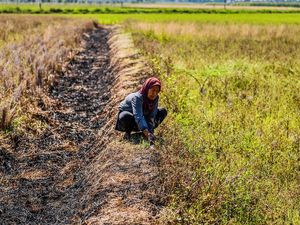 Kekeringan Meluas, 856 Hektare Sawah Terancam Gagal Panen Kekeringan Meluas, 856 Hektare Sawah Terancam Gagal Panen