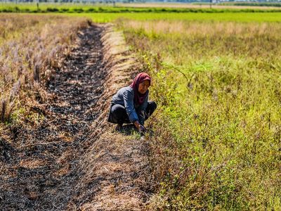 Kekeringan Meluas, 856 Hektare Sawah Terancam Gagal Panen