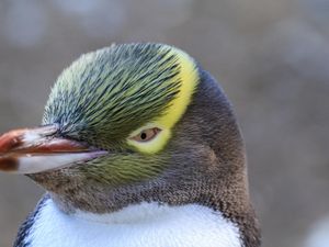Penguin Langka Menangkan Penghargaan Burung Terbaik di Selandia Baru Penguin Langka Menangkan Penghargaan Burung Terbaik di Selandia Baru