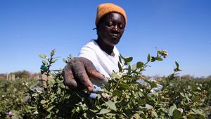 Perjuangan Petani Blueberry Zimbabwe, Permintaan Melonjak tapi Modal Terbatas