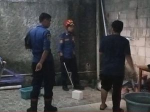Panik Ular Masuk Pekarangan Rumah, Warga Cibinong Bogor Lapor Damkar Panik Ular Masuk Pekarangan Rumah, Warga Cibinong Bogor Lapor Damkar