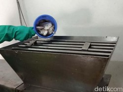 Pabrik Bahan Baku Susu Ikan di Pekalongan Siap Produksi Bulan Depan