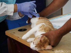 Manfaat Sterilisasi pada Kucing, Cat Lovers Wajib Tahu!