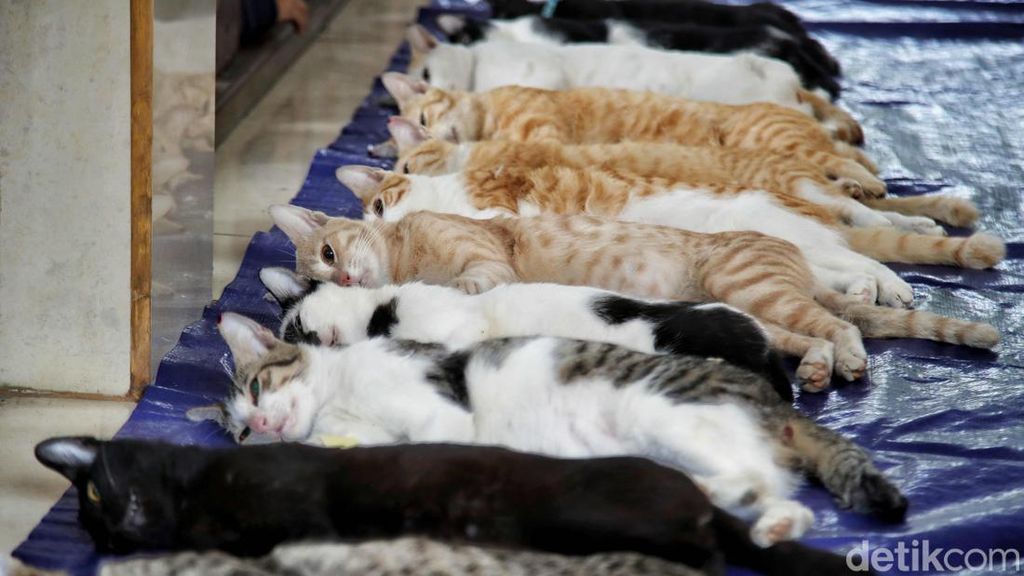 Ratusan Kucing Jantan Disterilisasi di Kantor Walikota Jakut Ratusan Kucing Jantan Disterilisasi di Kantor Walikota Jakut