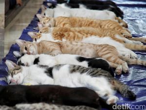 3 Negara yang Punya Tradisi Konsumsi Daging Kucing 3 Negara yang Punya Tradisi Konsumsi Daging Kucing