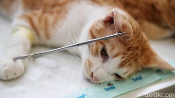 Jakarta Dikepung Kucing