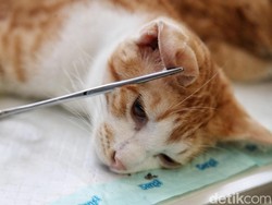 Jakarta Dikepung Kucing