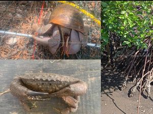 Desa Wringin Putih Banyuwangi Tawarkan Wisata Keanekaragaman Hayati