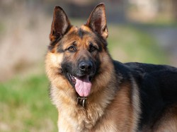 10+ Fakta Menarik Anjing Herder dan Bahaya Gigitannya