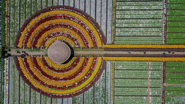 Ini Bunga Refugia, Pestisida Alami buat Petani Sayur