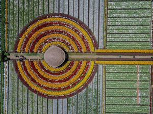 Ini Bunga Refugia, Pestisida Alami buat Petani Sayur
