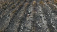 Puluhan Hektar Kebun Kopi di Brasil Hangus Dilahap Api