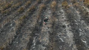 Puluhan Hektar Kebun Kopi di Brasil Hangus Dilahap Api