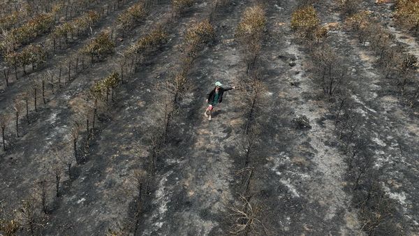 Puluhan Hektar Kebun Kopi di Brasil Hangus Dilahap Api