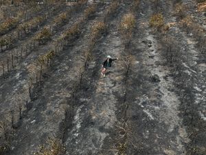 Puluhan Hektar Kebun Kopi di Brasil Hangus Dilahap Api