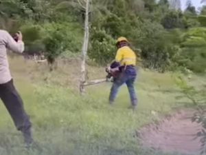 Cerita Warga Pohon Cengkehnya Dipotong Paksa PT Masmindo Usai Aparat Datang Cerita Warga Pohon Cengkehnya Dipotong Paksa PT Masmindo Usai Aparat Datang