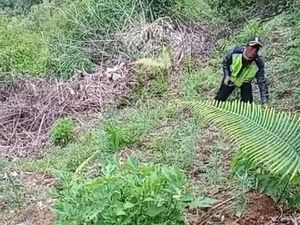 Dua Orang Diamankan Usai Ladang Ganja Ditemukan di Lereng Semeru Dua Orang Diamankan Usai Ladang Ganja Ditemukan di Lereng Semeru
