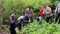 Penampakan Polisi Menggerebek Ladang Ganja di Lumajang