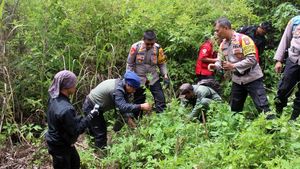 Penampakan Polisi Menggerebek Ladang Ganja di Lumajang