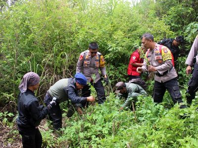 Penampakan Polisi Menggerebek Ladang Ganja di Lumajang