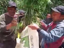 Polisi Temukan 3 Lokasi Ladang Ganja di Lereng Semeru, 365 Pohon Diamankan
