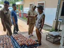Ekspor Telur Ayam Sumsel ke Luar Negeri Terkendala Sertifikat NKV