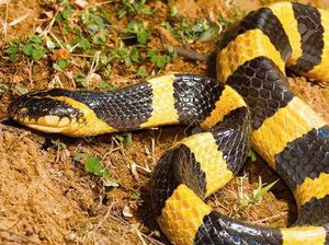 Benarkah Bisa Ular Welang Lebih Ganas dari Kobra Jawa? Ini Jawabannya