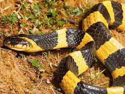 Benarkah Bisa Ular Welang Lebih Ganas dari Kobra Jawa? Ini Jawabannya