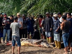 Lansia di Rohil Tewas Diterkam Buaya, Kepala Ditemukan Dalam Perut