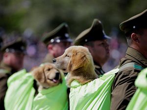 Gemasnya Anjing-anjing Ikut Parade Militer Chile Gemasnya Anjing-anjing Ikut Parade Militer Chile