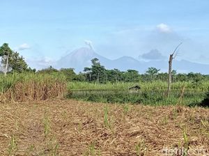 Gunung Semeru Erupsi Pagi Ini, Semburkan Abu Vulkanik hingga 300 Meter Gunung Semeru Erupsi Pagi Ini, Semburkan Abu Vulkanik hingga 300 Meter