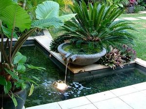 Punya Kolam Ikan Bisa Bikin Rumah Sejuk dan Minim Stres, Ini Penjelasannya Punya Kolam Ikan Bisa Bikin Rumah Sejuk dan Minim Stres, Ini Penjelasannya
