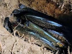 7 Ekor Ikan Aligator Hasil Sitaan di Situbondo Dimusnahkan