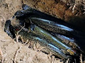 7 Ekor Ikan Aligator Hasil Sitaan di Situbondo Dimusnahkan 7 Ekor Ikan Aligator Hasil Sitaan di Situbondo Dimusnahkan